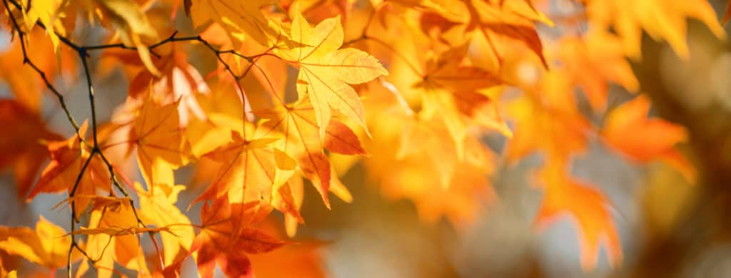 AdobeStock_286086616