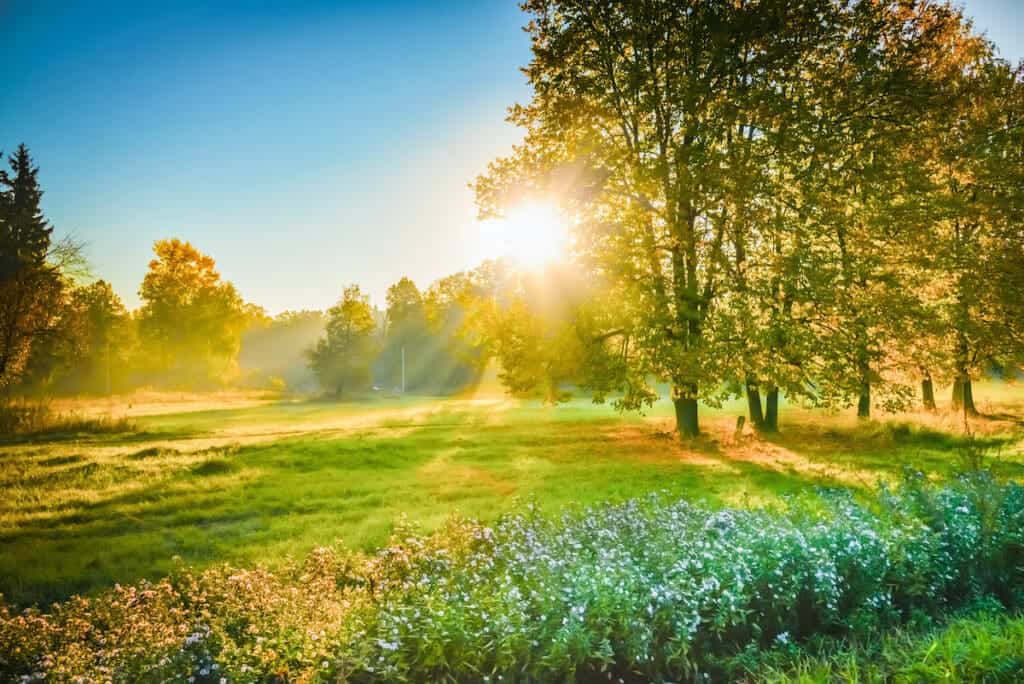 A ray of sun at sunrise shines through the leaves of the tree.